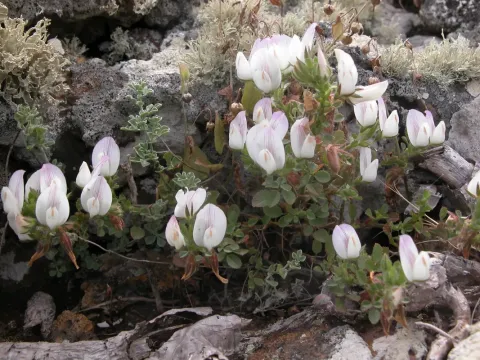 Ononis laxiflora