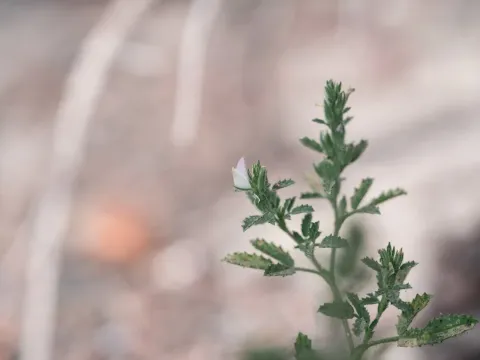 Стальник пильчастий