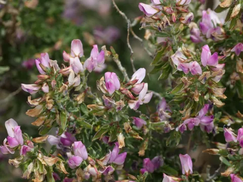 Ononis tridentata