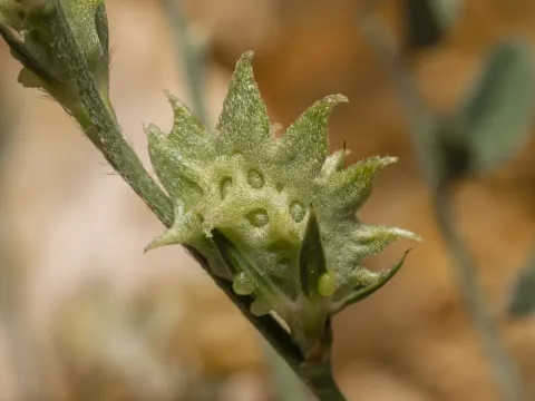 Onobrychis aequidentata