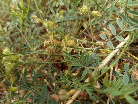 Cock's head sainfoin