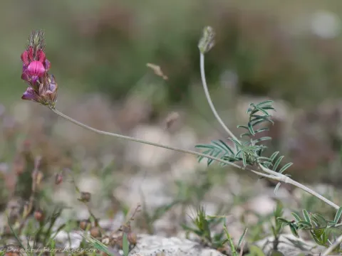 Еспарцет сріблястий