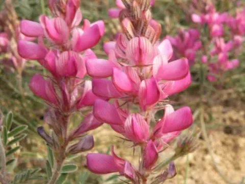 Narrow-rooted sainfoin