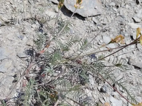 Rock sainfoin