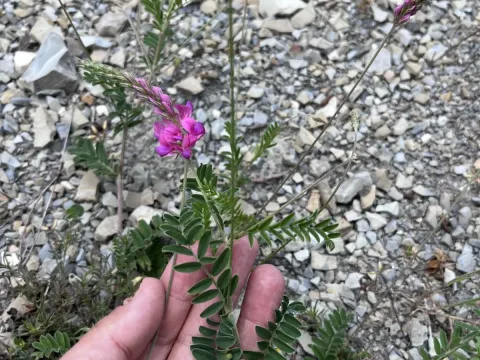 Crimean sainfoin