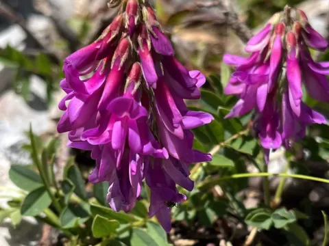 Hedysarum hedysaroides