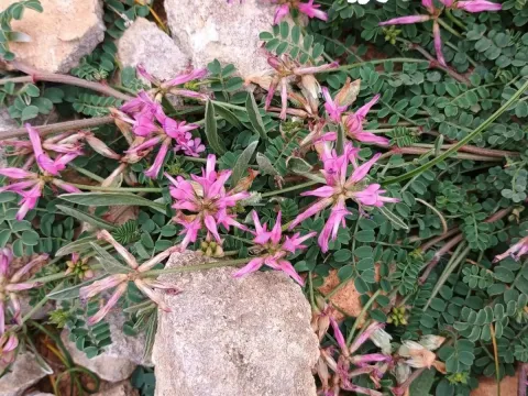 Hedysarum glomeratum