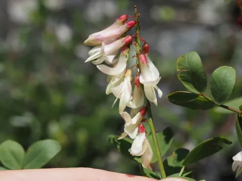 Hedysarum boutignyanum