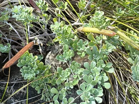 Lotus azoricus