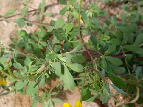 Sickle-fruited trefoil