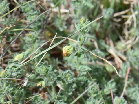 Lotus delortii