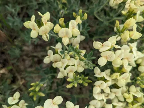 Aegean trefoil