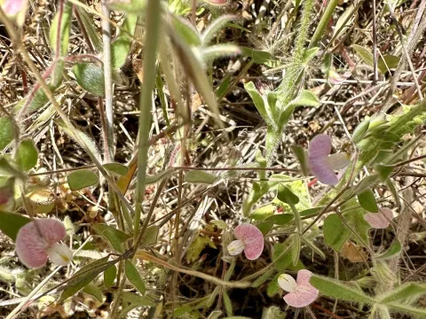 Lotus purshianus