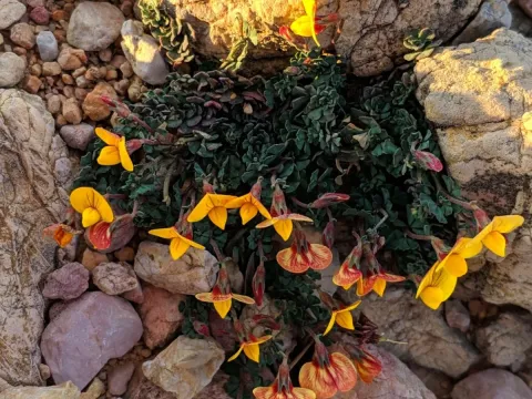 Lotus tetraphyllus