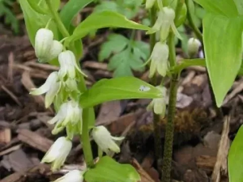 Disporopsis