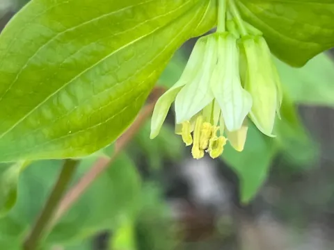 Prosartes