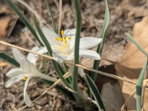 Leucocrinum