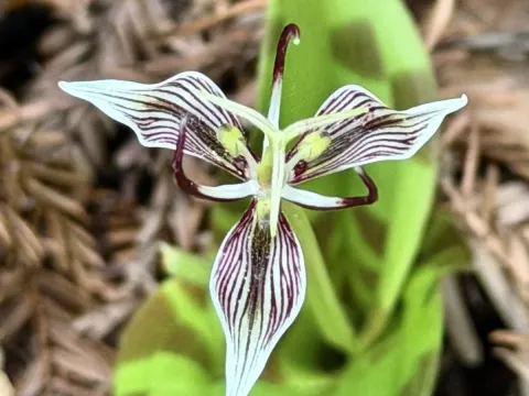 Scoliopus