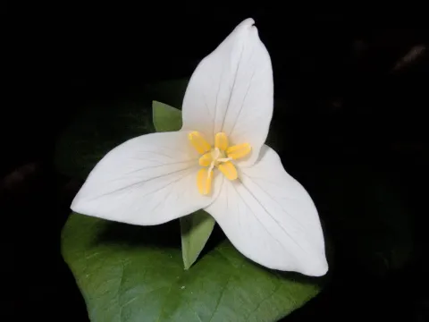 Trillium ovatum