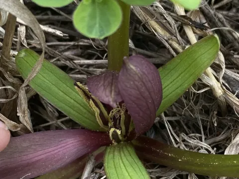 Trillium petiolatum