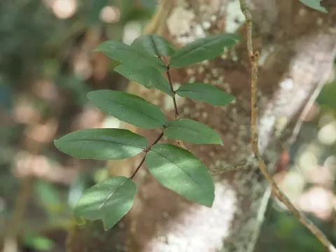 Zanthoxylum kauaense