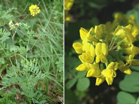 Crown vetch