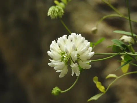 Coronilla globosa