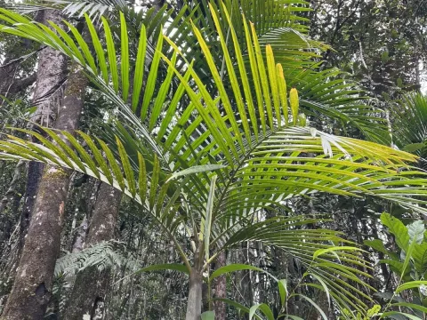 Cyphokentia