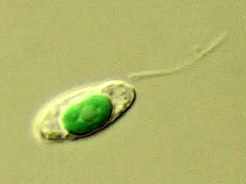 Cyanophora