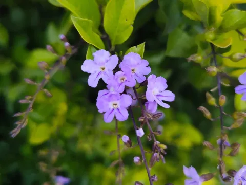 Duranta