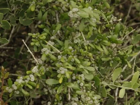Phaulothamnus