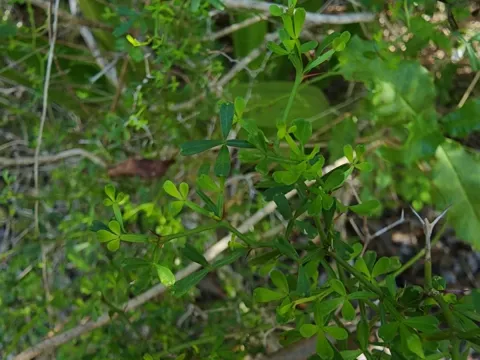 Zanthoxylum tragodes