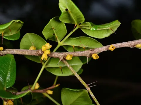 Zanthoxylum thomasianum