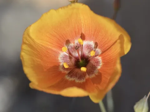 Лён весенний