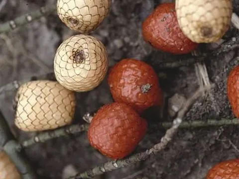 Eremospatha