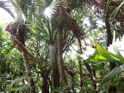 Hedyscepe