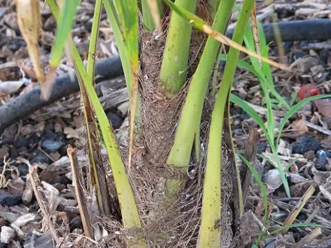 Hemithrinax
