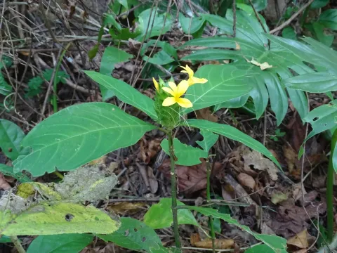 Barleria oenotheroides