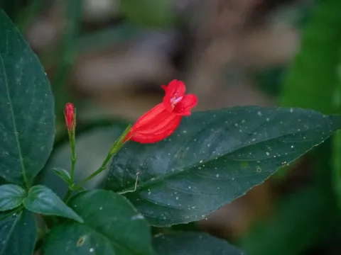 Ruellia brevifolia