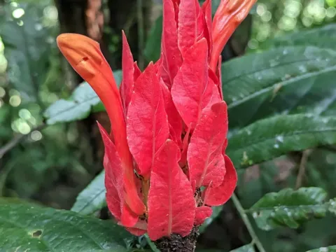 Ruellia chartacea