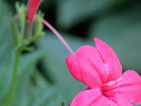 Ruellia rosea