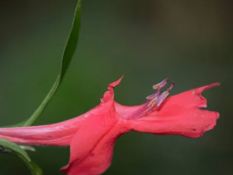 Ruellia affinis