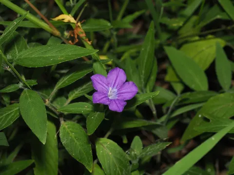 Ruellia squarrosa