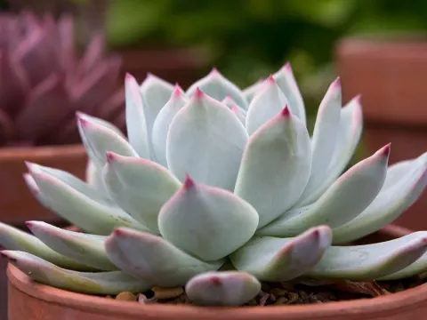 Echeveria