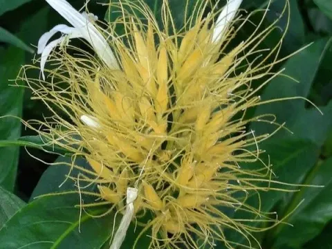 Schaueria calytricha