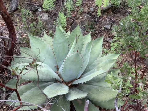 Seemann's Agave