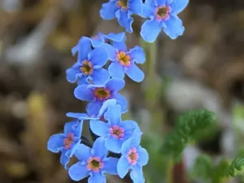 Asian forget-me-not