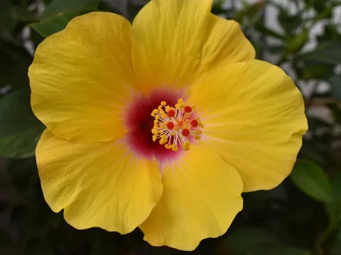 Brackenridge's hibiscus