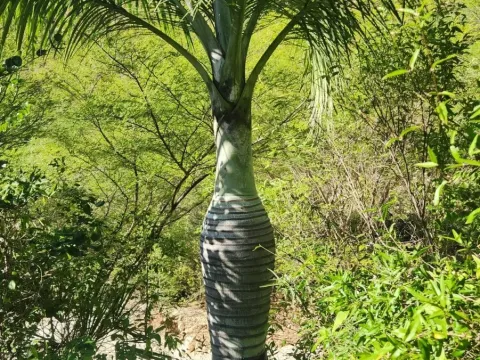 Pseudophoenix