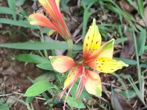 Alstroemeria caryophyllaea